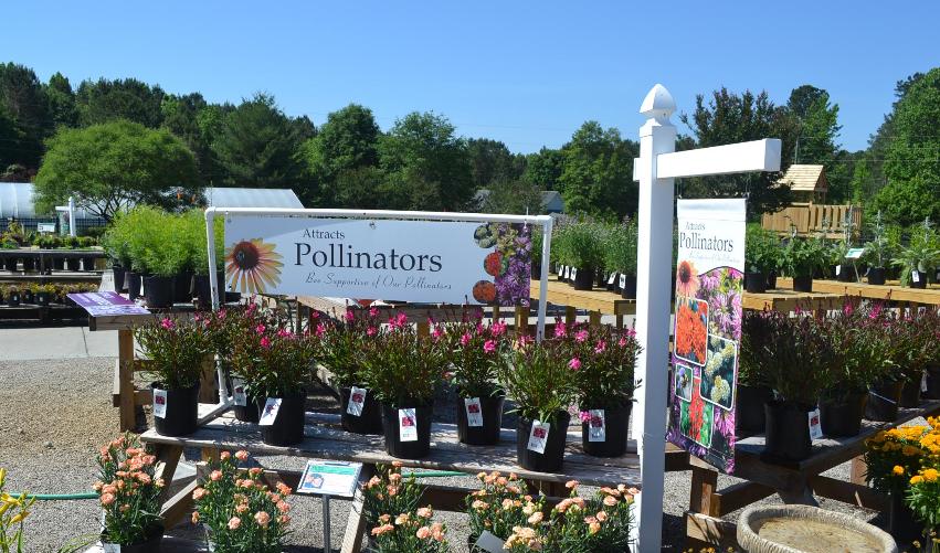Create a Buzz! Pollinator Friendly Plants
