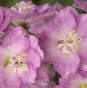 Delphinium elatum 'Blushing Brides'