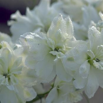 Delphinium elatum 'Green Twist'