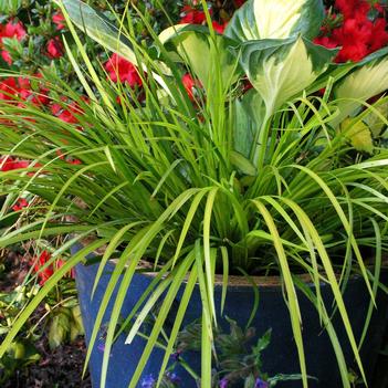 Acorus gramineus 'Golden Pheasant'