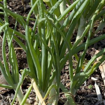 Allium cepa 'Walla Walla'