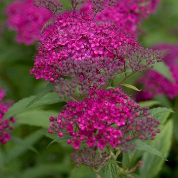 Spiraea japonica 'Neon Flash'