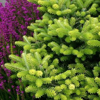 Abies koreana 'Aurea'