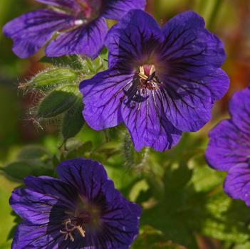 Geranium 'Blue Blood'