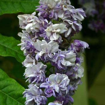 Wisteria floribunda 'Violacea Plena'
