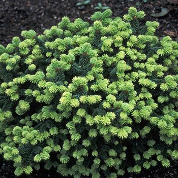 Abies balsamea 'Piccolo'