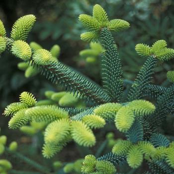 Abies pinsapo 'Aurea'