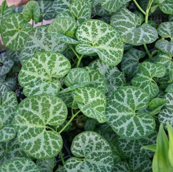 Aristolochia fimbriata