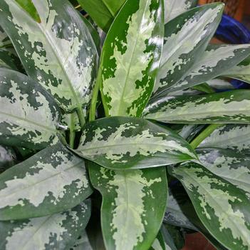 Aglaonema 'Jubilee'