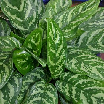 Aglaonema 'Mary Ann'