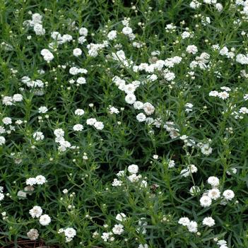 Achillea ptarmica 'Gypsy White'