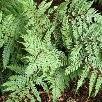 Athyrium otophorum 'Okanum'