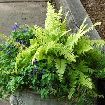 Nephrolepis exaltata 'Rita's Gold'