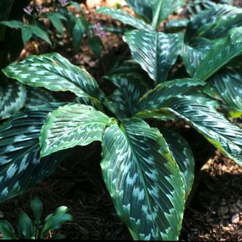 Kaempferia hybrid 'Grande'