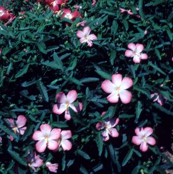 Abelmoschus moschatus 'Pacific Pink'