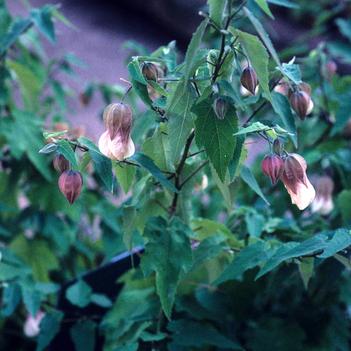Abutilon 'Melon Delight'