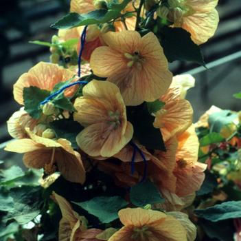 Abutilon 'Peach'