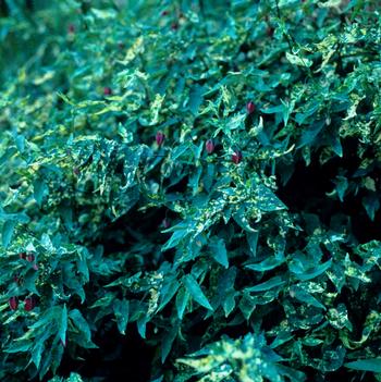 Abutilon megapotamicum 'Variegatum'