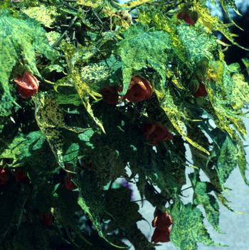 Abutilon pictum 'Aureo-maculata'