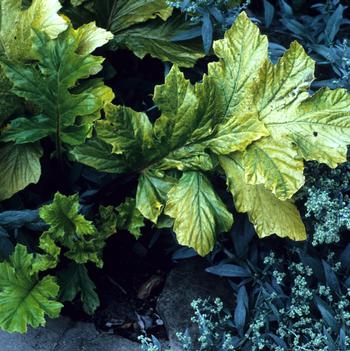 Acanthus mollis 'Hollard's Gold'