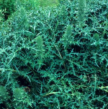 Acanthus spinosus 'Var. spinosissimus'