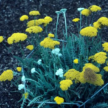 Achillea 'Schwellenburg'