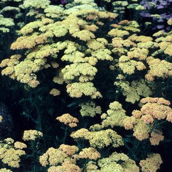 Achillea 'Forncett Fletton'