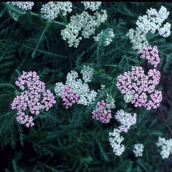 Achillea millefolium 'Heidi'