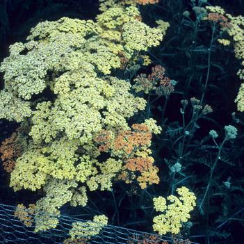 Achillea 'Inca Gold'