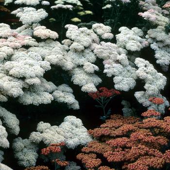 Achillea 'McVitie'