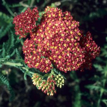 Achillea 'Nakuru'