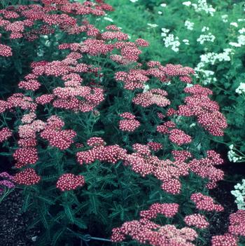 Achillea 'Tetra'