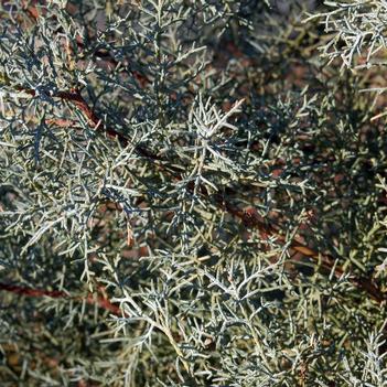 Cupressus arizonica 'Blue Ice'