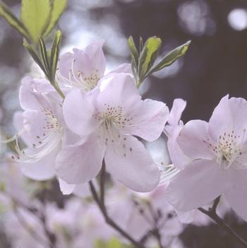 Rhododendron schlippenbachii