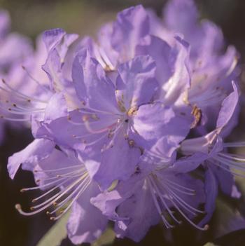 Rhododendron augustinii
