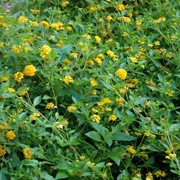 Lantana camara 'New Gold'