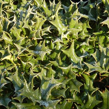 Ilex cornuta 'Rotunda'