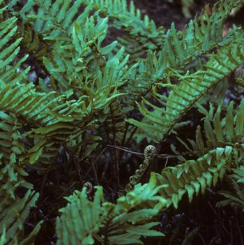 Blechnum cordatum