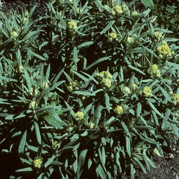 Helichrysum 'Sulphur Light'