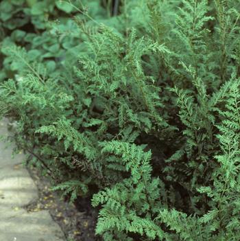 Athyrium filix-femina 'Plumosa-Cristata'