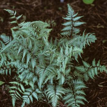 Athyrium 'Wildwood Twist'