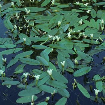 Aponogeton distachyus