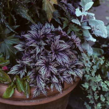 Begonia 'Benitochiba'