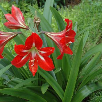 Hippeastrum x johnsonii