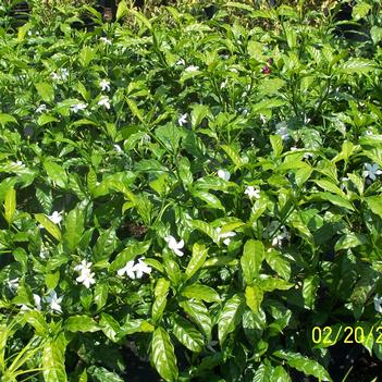 Tabernaemontana divaricata