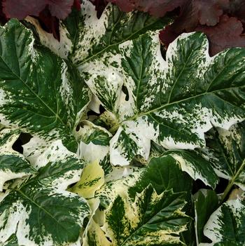 Acanthus mollis 'Tasmanian Angel'