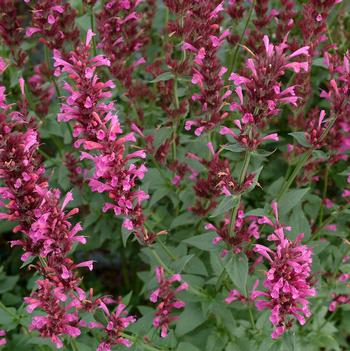 Agastache Summer™ 'Love'