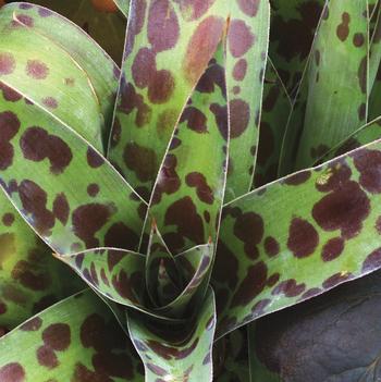 Agave virginica 'Spot'