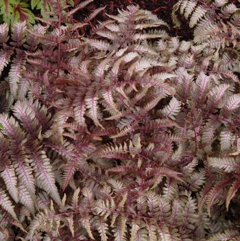 Athyrium niponicum var. pictum 'Ursula's Red'