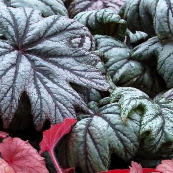 Begonia 'Metallic Mist'